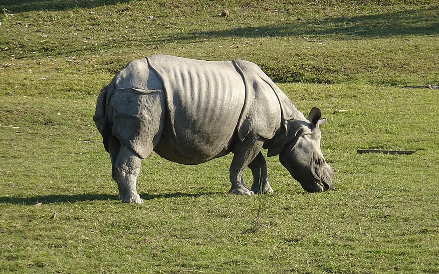 Rhinoceros, One-horned, Animal, Wild, Wildlife, Endangered, Rhino, Unicornis, Kaziranga, National Park, Sanctuary