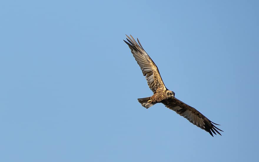 halcón común, pájaro, vuelo, volador, ave de rapiña, raptor, animal, animal salvaje, fauna silvestre, plumaje