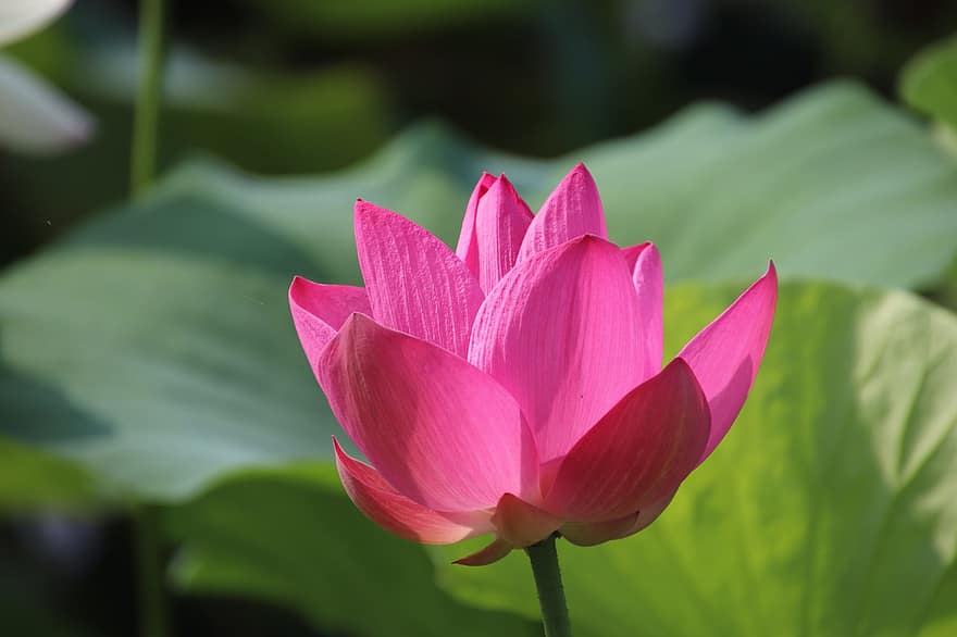 Lotus, Flower, Plant, Petals, Pink Petals, Pink Flower, Water Lily, Bloom, Blossom, Blooming, Aquatic Plant