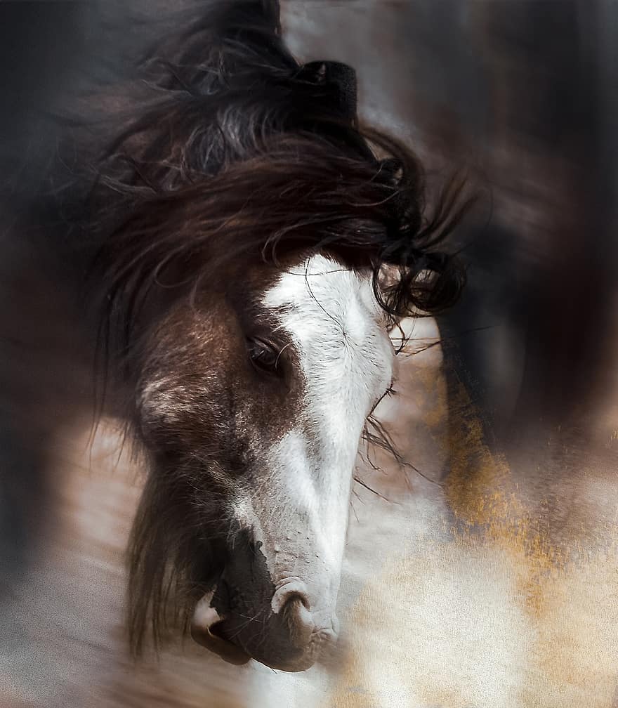 Horse, Portait, Head, In Motion, Swing, Mane, Movement, Portrait, Equestrian, Animal