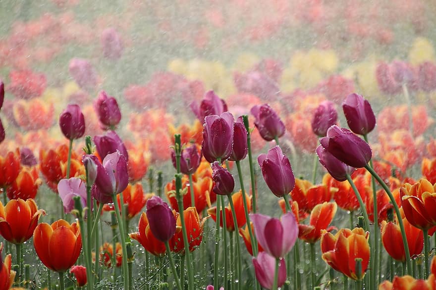 tulpės, gėlės, lietus, sodas, tulpės laukas, tulpės sodas, žydi, žiedas, flora, botanika, fonas