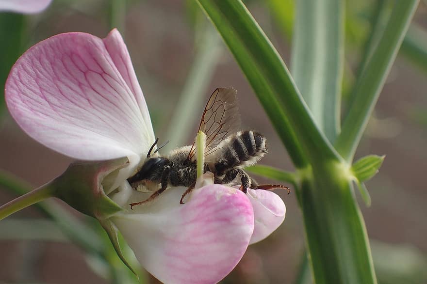 con ong, côn trùng, thụ phấn, bông hoa, Côn trùng cánh, cánh, Thiên nhiên, hymenoptera, côn trùng học, vĩ mô, lathyrus