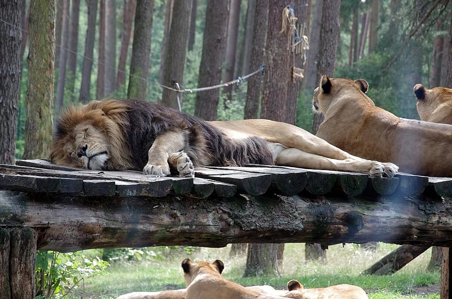 serengeti park, løver, Hodenhagen, dyreliv park, løve, feline, undomesticated cat, dyr i naturen, Afrika, safari dyr, stor kat