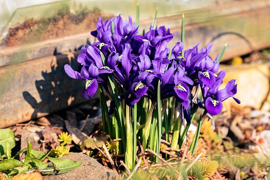 Netted Iris, những bông hoa, cây, cánh hoa, hoa, nở hoa, tươi, hệ thực vật, Thiên nhiên, sự phát triển, vườn