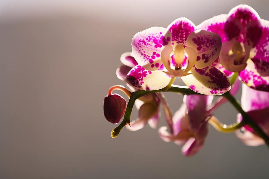orquídea, flores, plantar, pétalas, flores roxas, flor, Flor, beleza, exótico