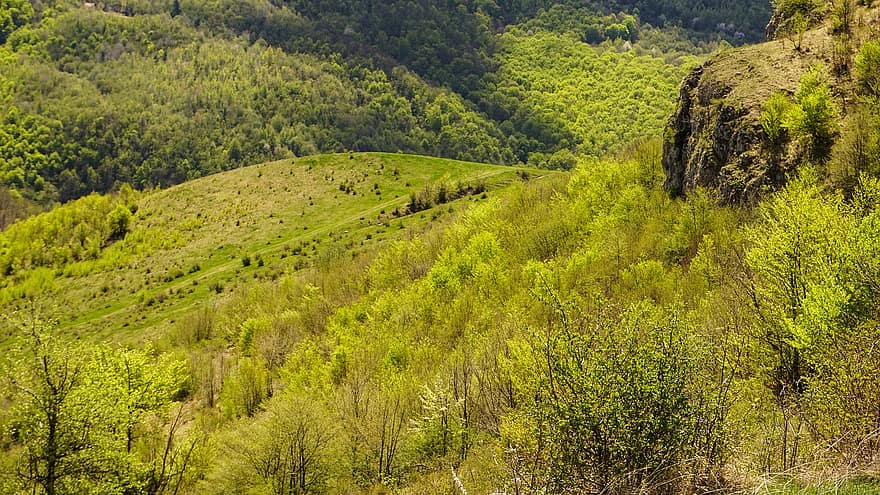 kalvos, medžiai, miškas, Transilvanija, Liteni, pavasaris, pavasarį, kalnai, kraštovaizdį, pobūdį