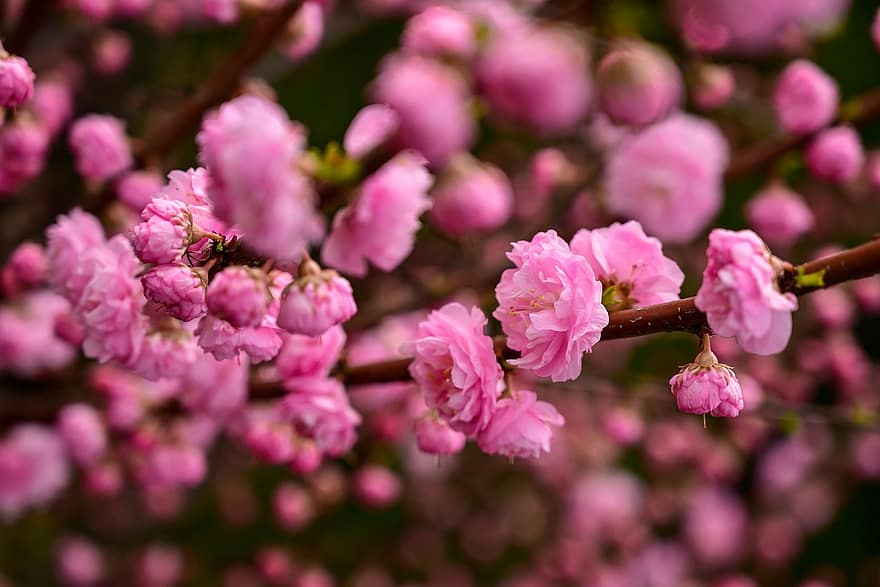 bloeiende pruim, pruim bloeit, roze bloemen, prunus triloba, natuur, bloem, fabriek, detailopname, roze kleur, bloemblad, bloemhoofd