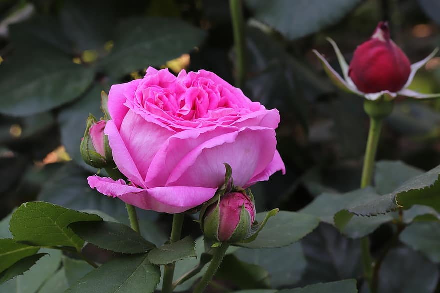 роза, цвете, пружина, растение, пъпки, розова роза, розово цвете, разцвет, пролетно цвете, градина, природа