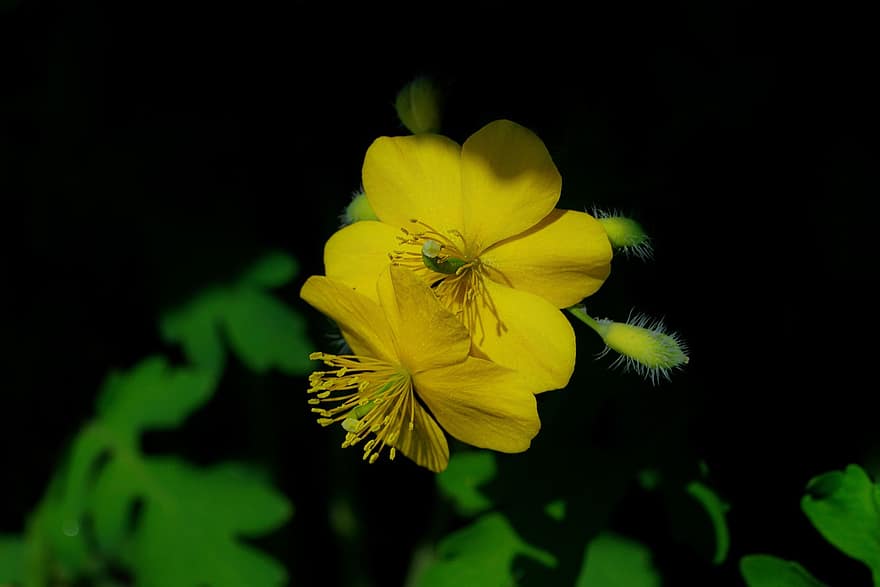 glistnik, kwiaty, żółte kwiaty, wiosna, wiosenne kwiaty, Republika Korei, ogród, Korea Południowa, zbliżenie, żółty, kwiat