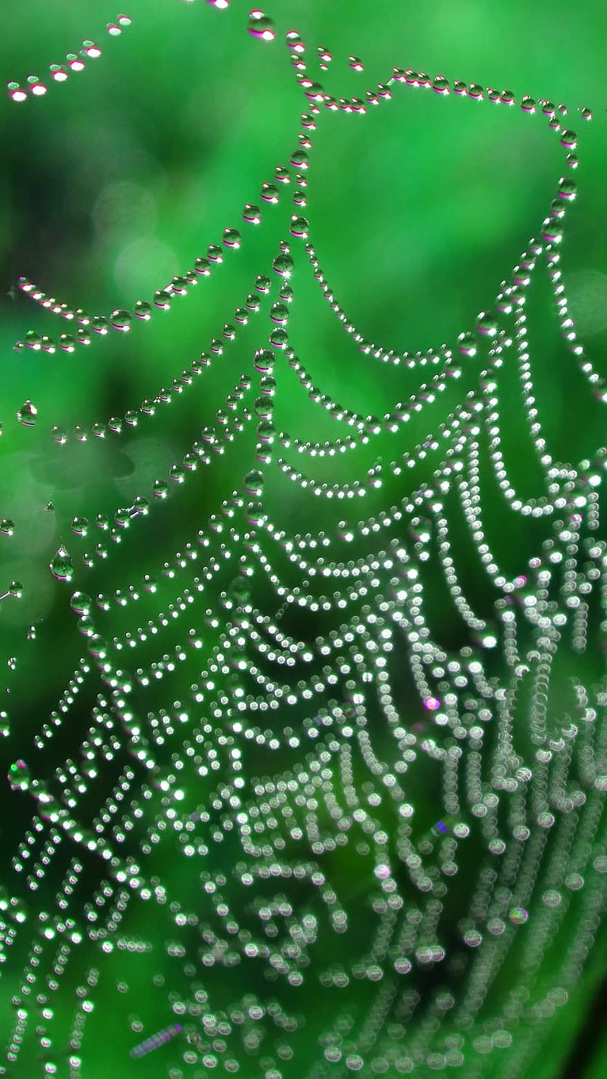 jaring laba-laba, embun, tetesan air, tetesan embun, mutiara air, tetes, web, laba-laba, musim semi, taman, alam