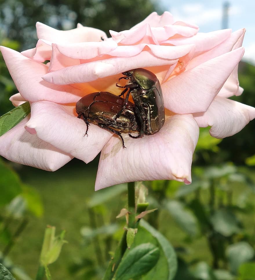 chrząszcz, Róża, łączenie w pary