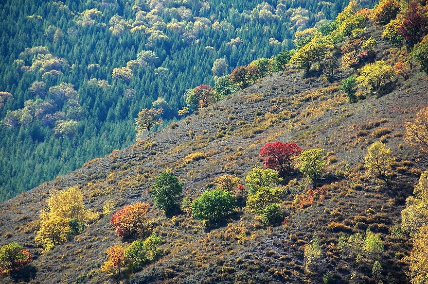 pohon, hutan, gunung, lereng, warna musim gugur, musim gugur, pemandangan, kuning, musim, pemandangan pedesaan, warna hijau