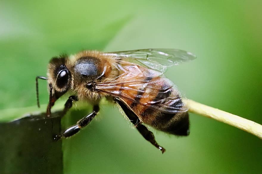 пчела, медна пчела, насекомо, макро, Пегас, крило