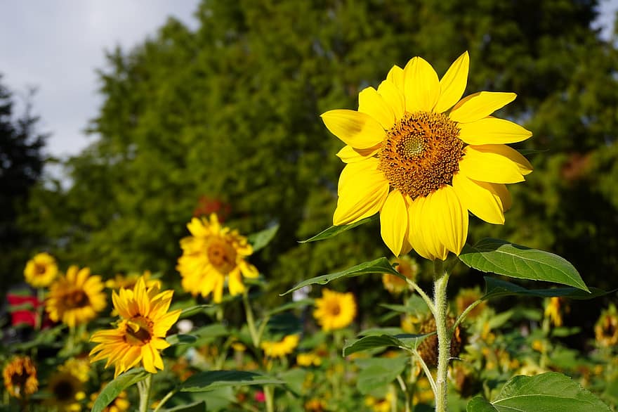 bunga matahari, bunga-bunga, bunga kuning, kelopak, kelopak kuning, taman, berkembang, mekar, flora, tanaman, kuning