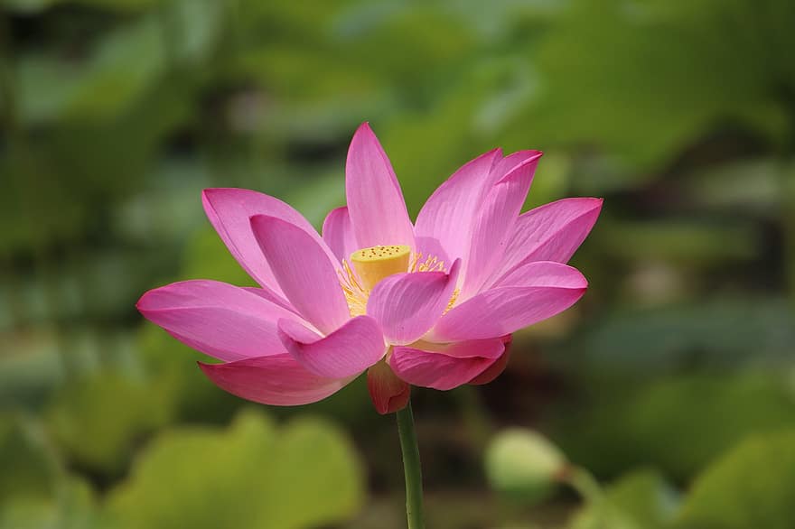 Lotus, Blume, Pflanze, Blütenblätter, Seerose, blühen, Blühen, Wasserpflanze, Flora, Teich, Natur