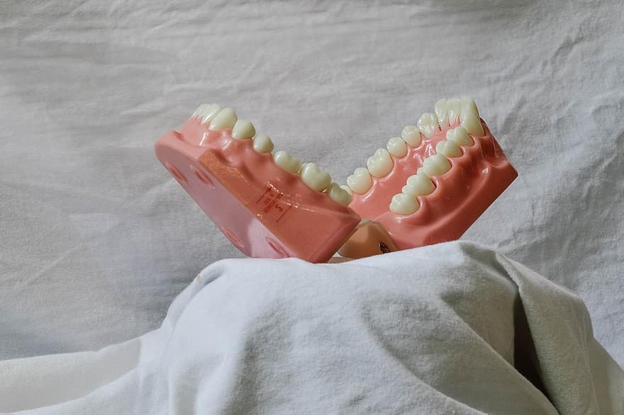les dents, dentaire, modèle dentaire, bouche, modèle, Outil de formation dentaire, dentiste, mordre, dentisterie