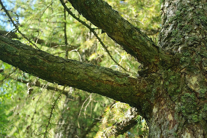 Spruce, Tree, Green, Nature, Old, Background, Knots, Trunk