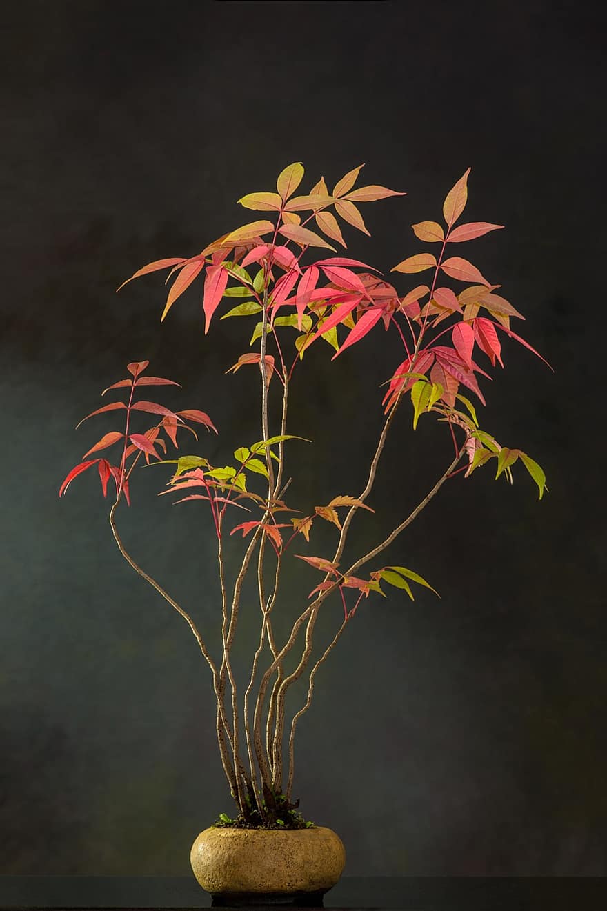 Bonsai, Pflanze, Topf, Baum, Blätter, Bonsai Baum