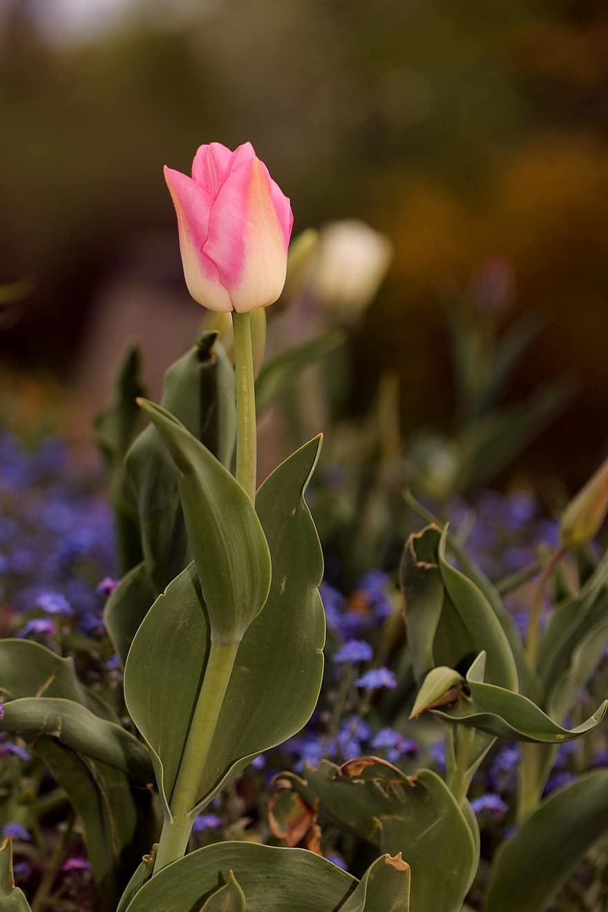 blomst, tulipaner, knopper, felt, felt av tulipaner, petals, flora, vårblomster, natur, grønn, vår