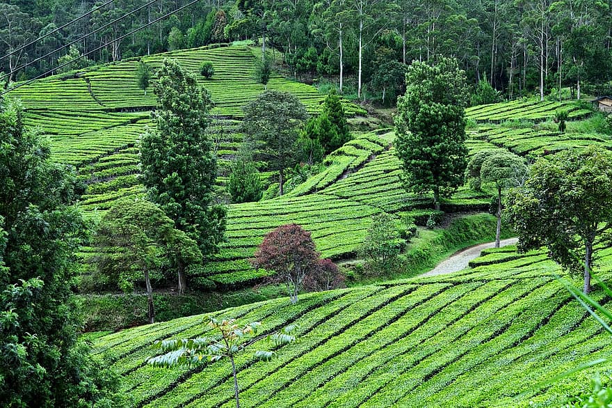 kebun teh, flora, alam, taman, perjalanan, eksplorasi, di luar rumah, pertanian, tanah pertanian, pemandangan pedesaan, menanam
