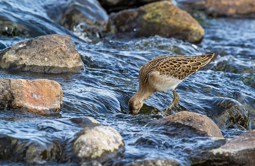 pájaro, río, ave zancuda, naturaleza, ornitología, agua, rápidos, corriente, animales en la naturaleza, pico, pluma