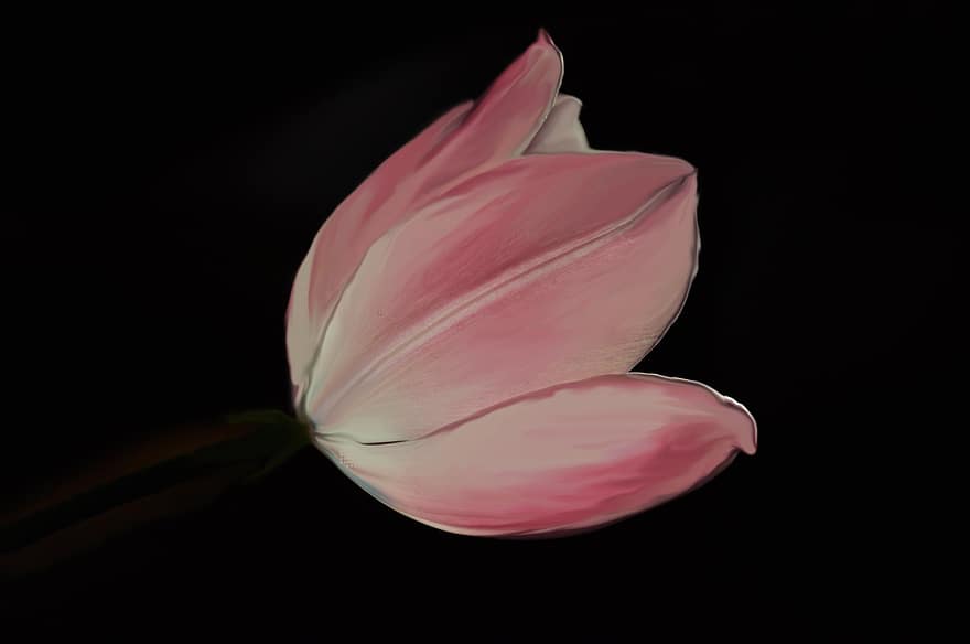 tulipán, růžový, květ