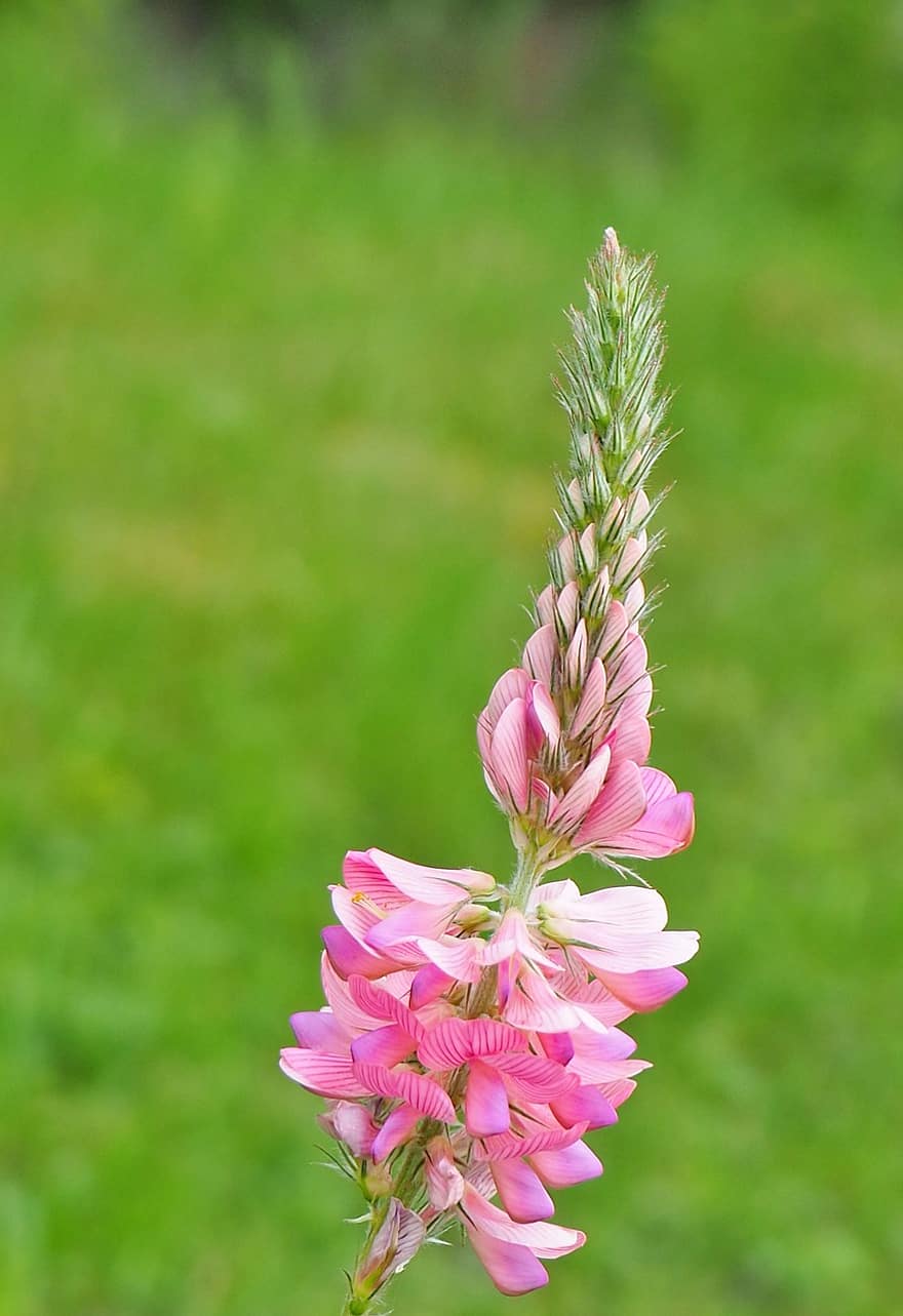 Flower, Blossom, Bloom, Garden, Nature, Plant, Onobrychis Viciifolia, Seeds Sainfoin, Pink Flower