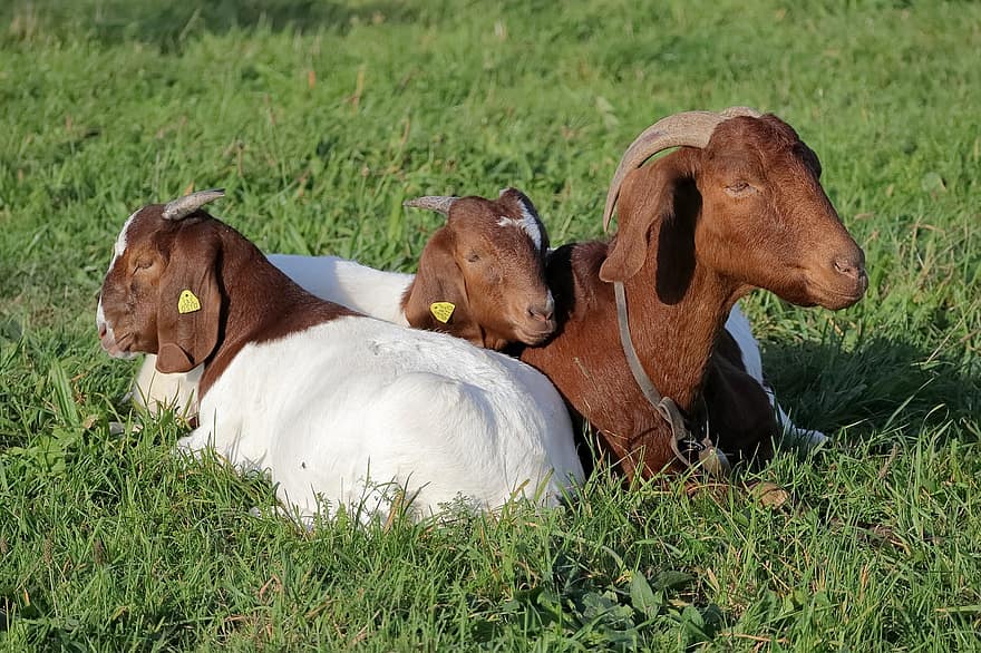 Family, Goats, Boer Goats, Cattle, Horns, Farm, Animals, Grazing Animals, Nature, Agriculture, Ruminant