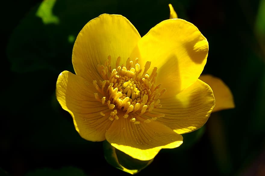 floare galbenă, galbenele de mătase, floare, natură, a închide, frunze, galben, plantă, petală, vară, cap de floare