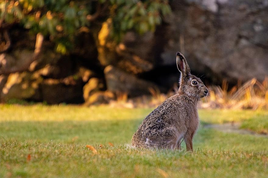 Мире животных зайцы