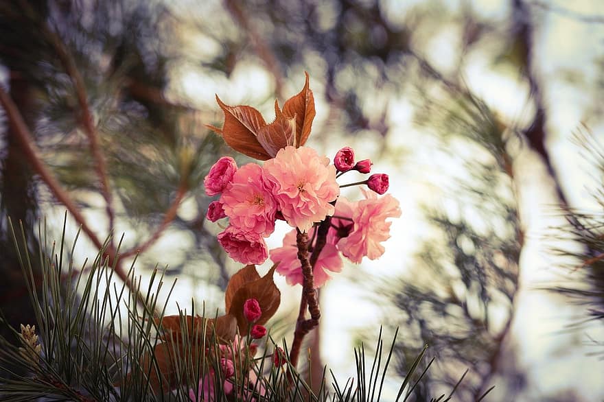 yoshino ķirsis, ķiršu ziedi, rozā ziedi, raksturs, lapas, augu, ārā, zieds, vasarā, tuvplāns, skaistums dabā