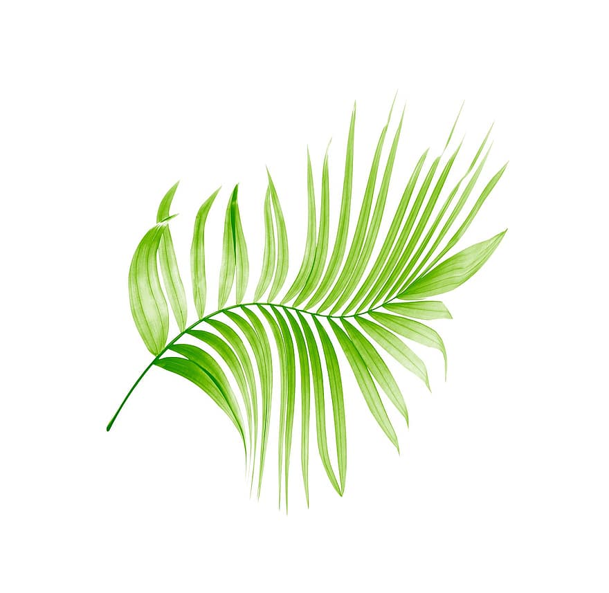 Palma, folha, sai, árvore, verde, isolado, tropical, plantar, verão, textura, exótico