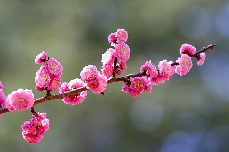 blommor, körsbärsblommor, kronblad, plommon, vår, träd, blomma, natur, japan, japansk trädgård, trädgård