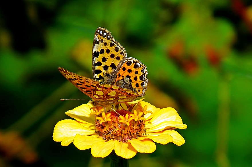 motýl, pyl, opylit, opylování, lepidoptera, entomologie, hmyz, květ, cínie, žlutý květ, žlutá cínie