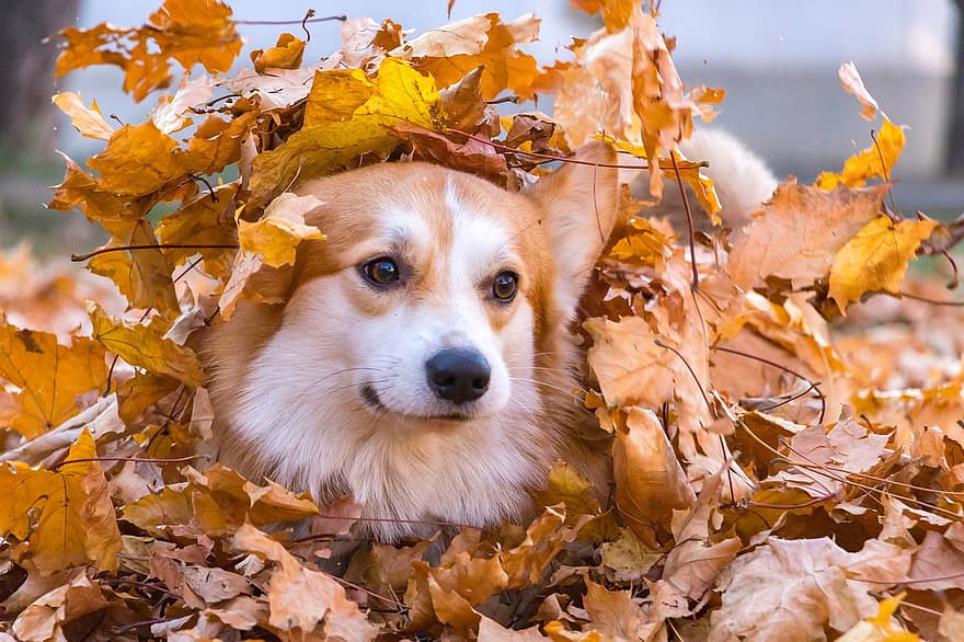 corgi, pembroke welsh corgi, šuo, ruduo, lapai, rudenį, pobūdį, Nukritę lapai, sausi lapai, naminių gyvūnėlių