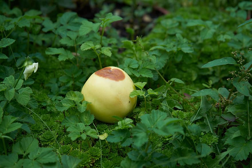 elma, Çürümüş meyve, çürük elma