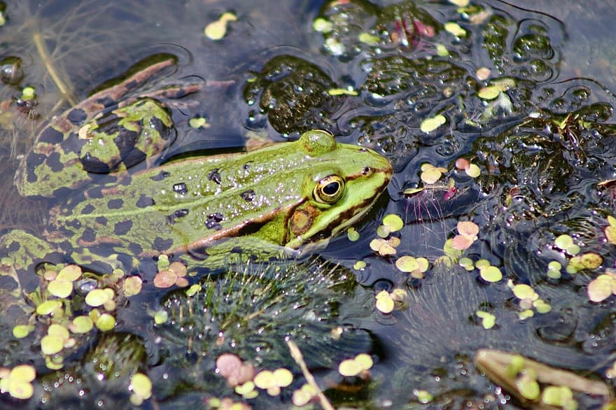 жаба, ставкова жаба, водяна жаба, земноводних, Pelophylax Kl Esculentus, ставок, тварина, води