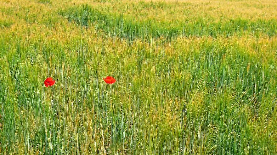 Poppy, Wheat, Field, Abstract, Green, Fat, Agriculture, Cereals, Graminéescoquelicot