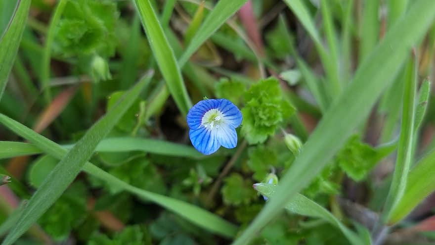 Blue Flower, Garden, Flower, Nature, Spring, plant, close-up, green color, summer, leaf, flower head