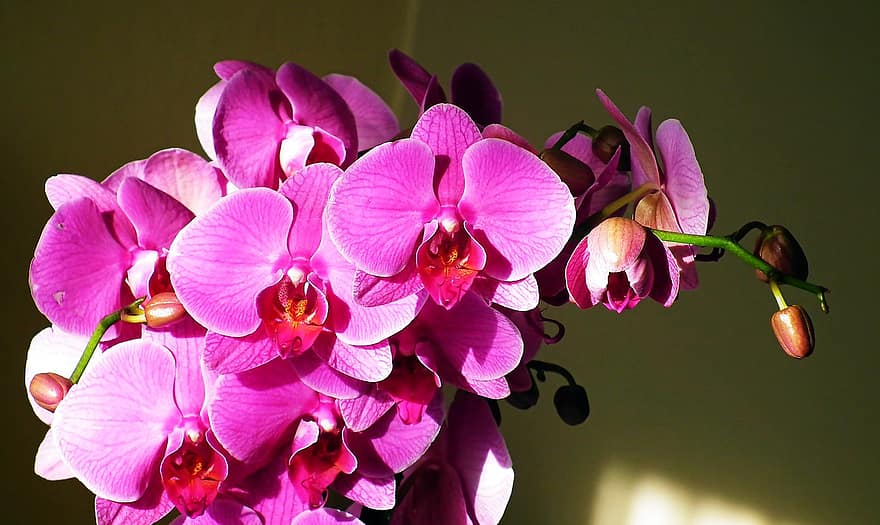 orkideer, blomster, lyserøde blomster, kronblade, pink kronblade, flor, blomstre, flora, plante, natur, orkidé