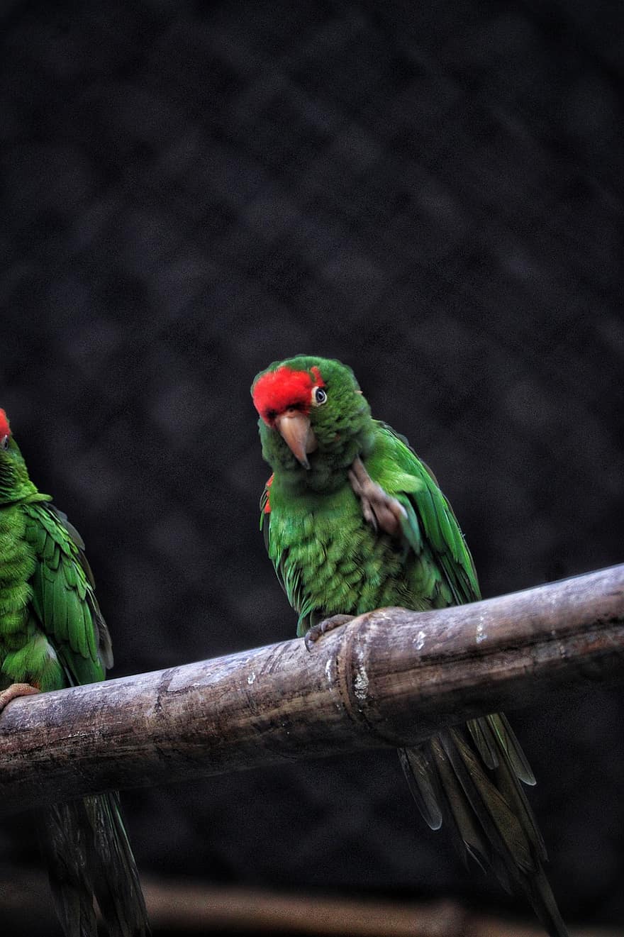 папагал, птица, клюн, пера, перушина, животно, перце, многоцветни, едър план, тропичен климат, зелен цвят