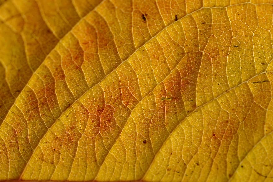 Leaf, Autumn Leaf, Fall