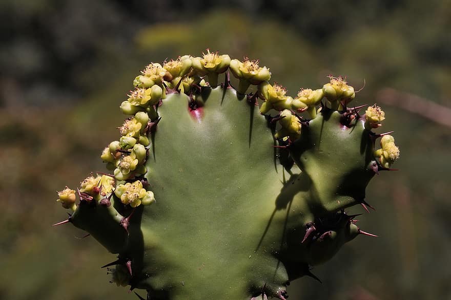 cactus, natura, pianta, Guaramiranga