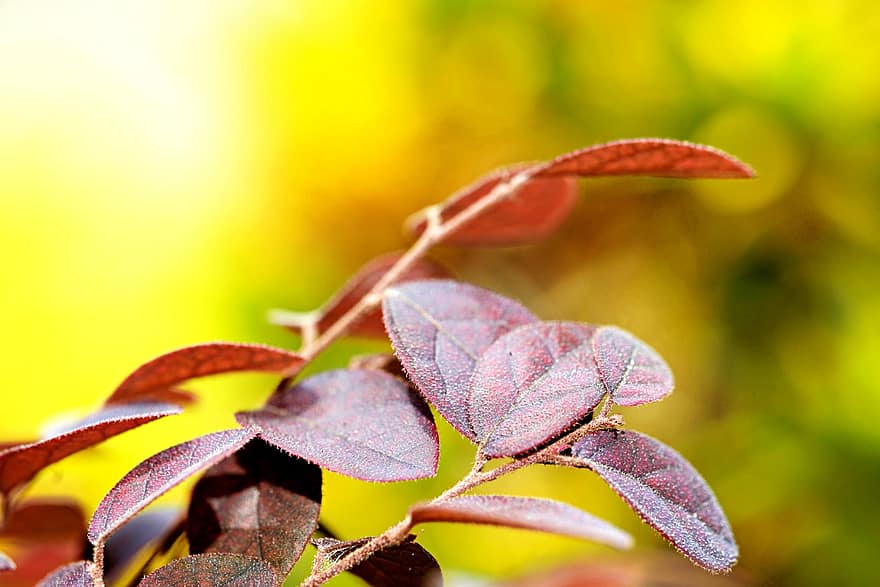 Leaves, Flora, Nature, Plant, Foliage, Growth, Botany, leaf, close-up, autumn, green color