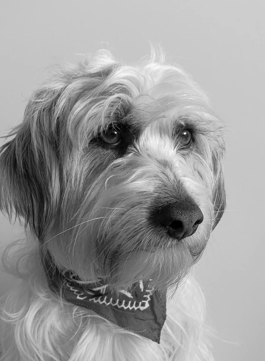 hond, puppy, huisdier, verdrietig, trieste hond, portret, hondenportret, harige, harige hond, hoektand, zoogdier