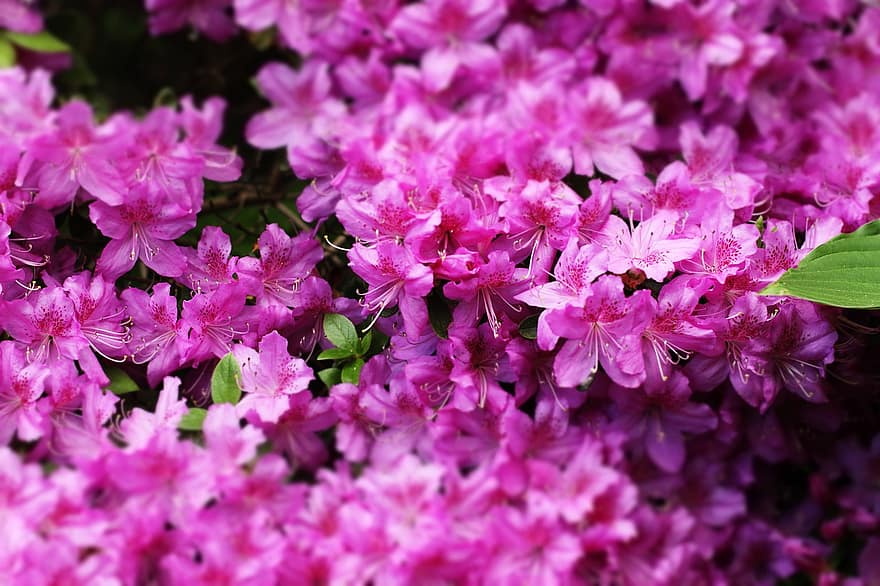 Azaleen, Blumen, Garten, rosa Azaleen, pinke Blumen, Blütenblätter, rosa Blütenblätter, blühen, Flora, Pflanzen