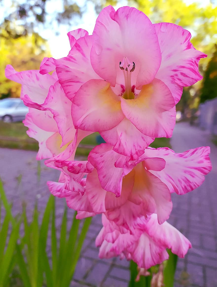 орхидея, цветок, завод, розовый, природа