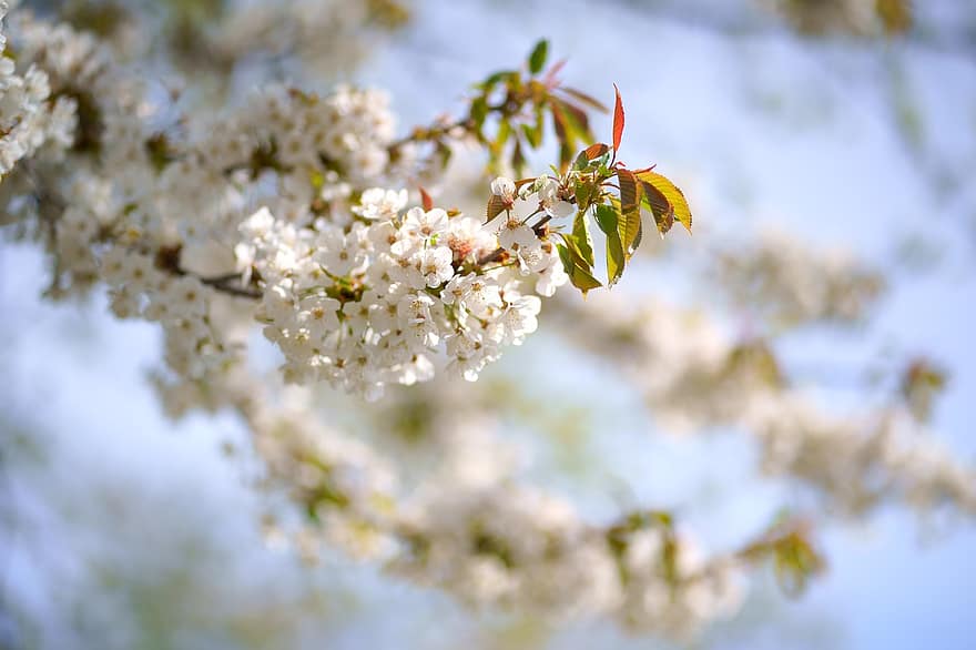 kirsikankukka, valkoinen, kukat, kevät