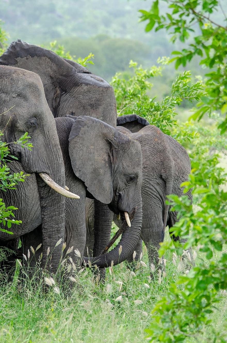 elefánt, vastagbőrű, agyarak, Mpumalanga