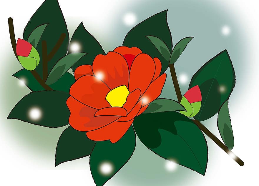 Camellia, vinter, rød, blomster